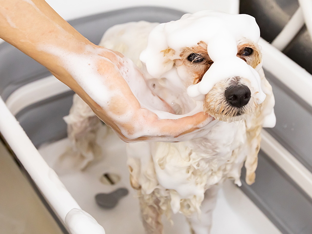 シャンプー中の犬