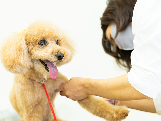 前足をトリミング中の犬