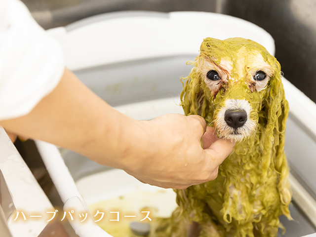 施術中の犬