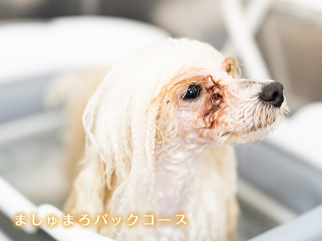 施術中の犬