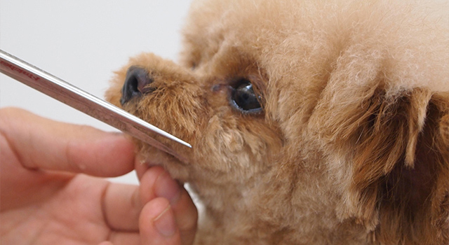 シャンプー中の犬